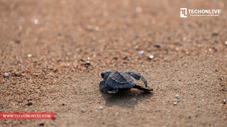 liberación-de-tortugas